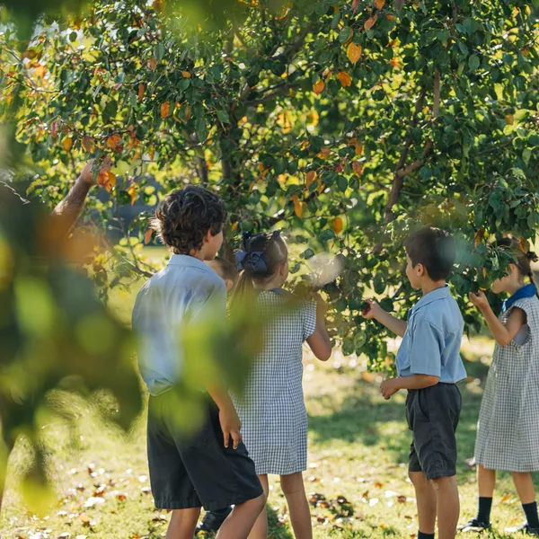 Students picking fruit from a tree