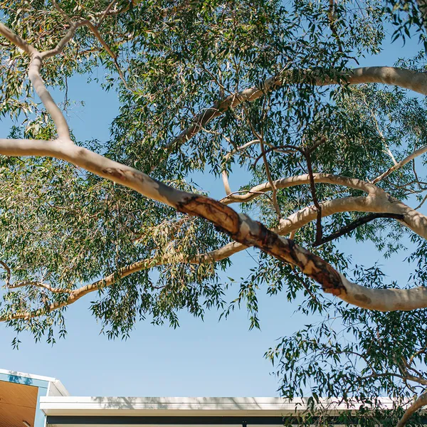 Eucalyptus tree against blue sky